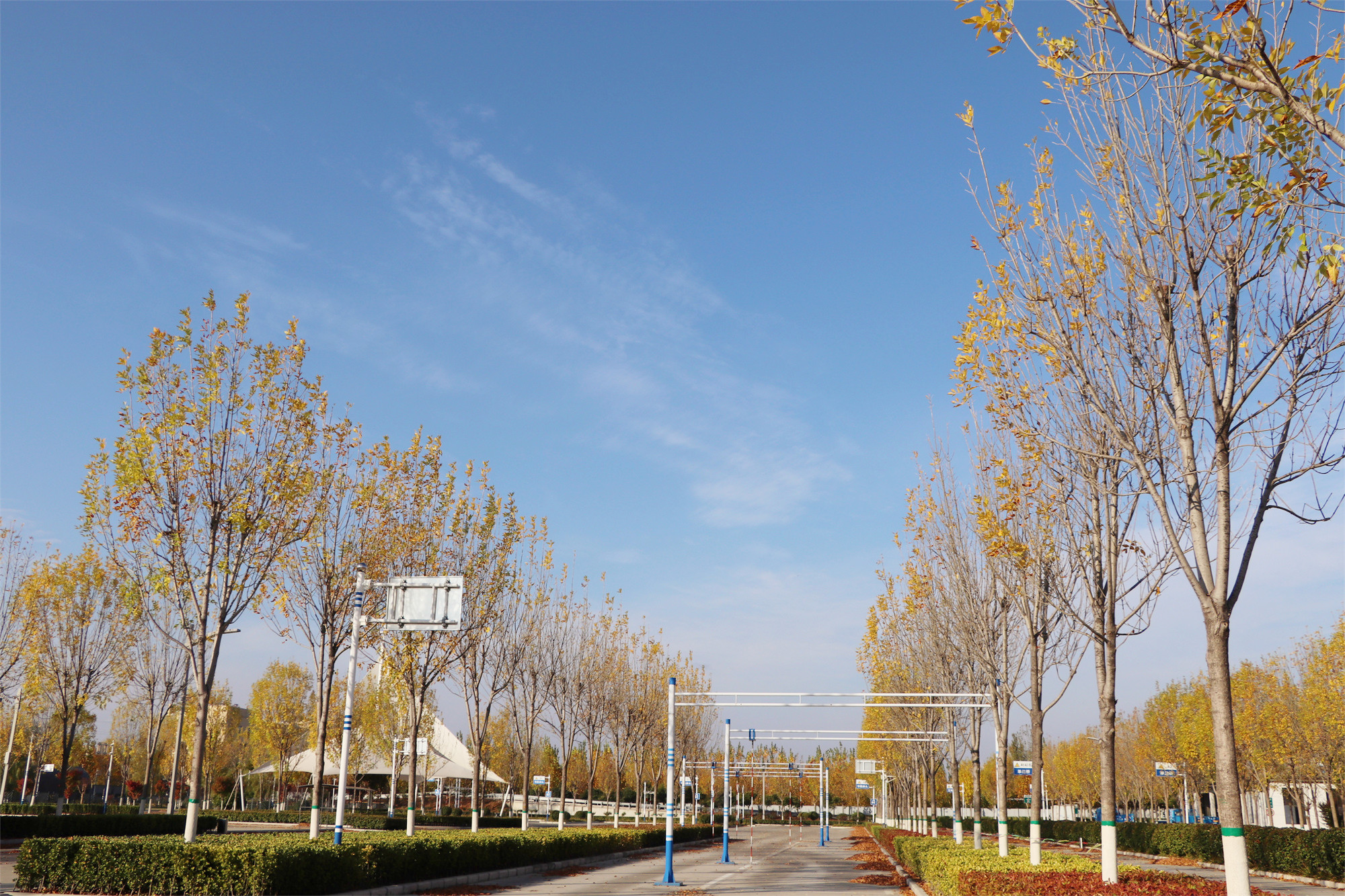 【濟寧大運河駕?！坎蹲今{校亮麗風景，定格最美初冬校園~(圖19)